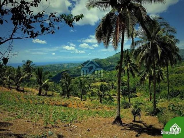 Subdivided Farm Lot in Carmen, Cebu with swimming pool!