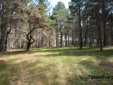 SUGARLOAF 5 ACRE EX FORESTRY BLOCK WITH REMAINS OF BEAUTIFUL OLD PINE FOREST