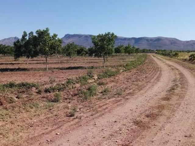 SÚPER NOGALERA Y TERRENO ENTRONQUE ALDAMA OJINAGA