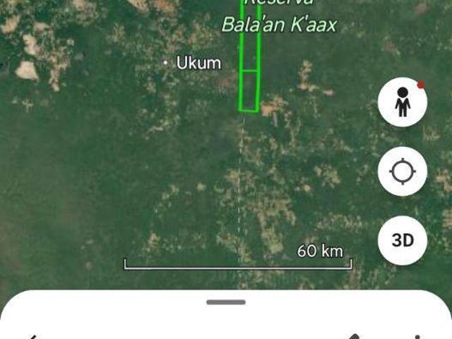 Superficie de 14466 hectáreas para programa Forestal en josé Maria Morelos, y Bacalar Qrro