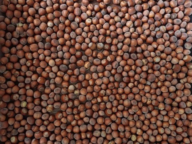 Sustainable Hazelnut & Agritourism Business Opportunity